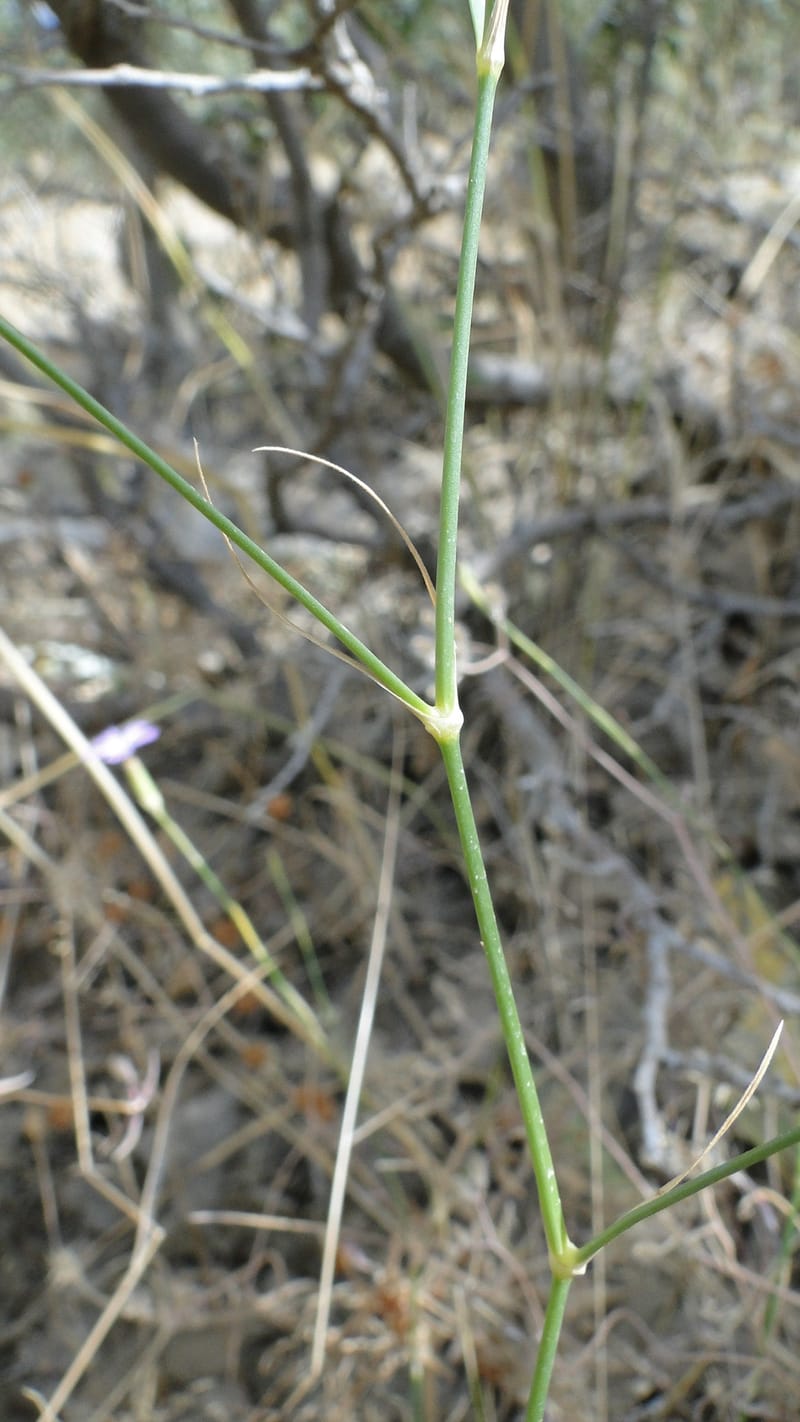 Dianthus strictus, A. G. Miller coll.--Iraq. Kurdistan. Shakh-i Pira Magun. 10 June 2010. 240 (7).jpg