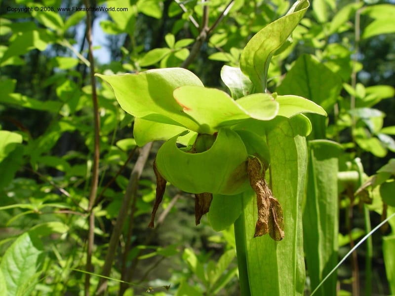 Sarracenia oreophylla--DE. Mt. Cuba Center. 24 Jun 03. 097.jpg