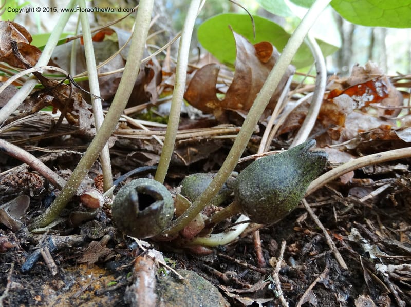 Asarum arifolium var. ruthii, Davidson, C 12973--No. Carolina. Clay Co. Buck Cr. 13 May 2015. DSC04619 (6).JPG