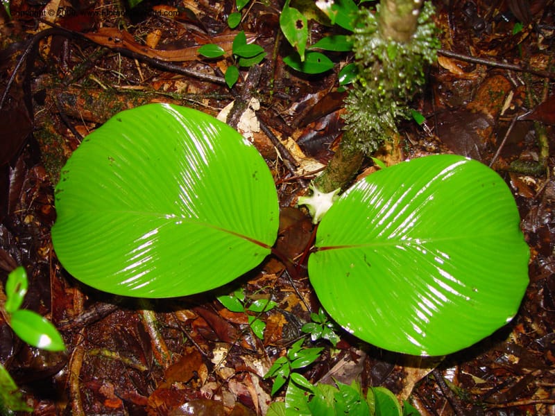 Calathea--Fr. Guiana. Kaw Mts. Along 'Caves Trail'. 20 Mch 02. 003.jpg