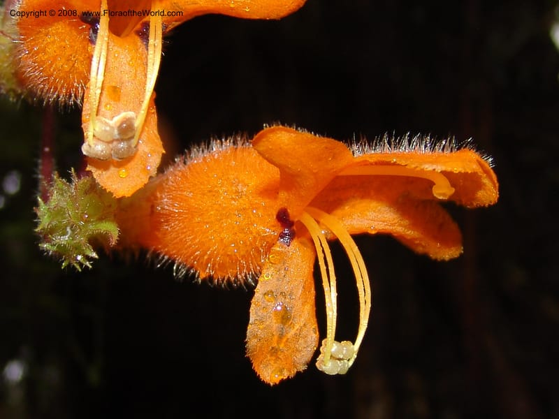 Columnea strigosa, Croat94580--Ecuador. Prov. Pichincha. Reserva Bellavista. 14 Feb 05. 152.jpg