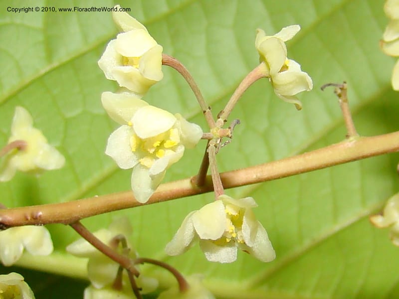 Ocotea valerioides, B. Hammel 24650--Costa Rica. Prov. Limon. Selva Bananito Lodge. 12 Apr 08. 267 (11).jpg