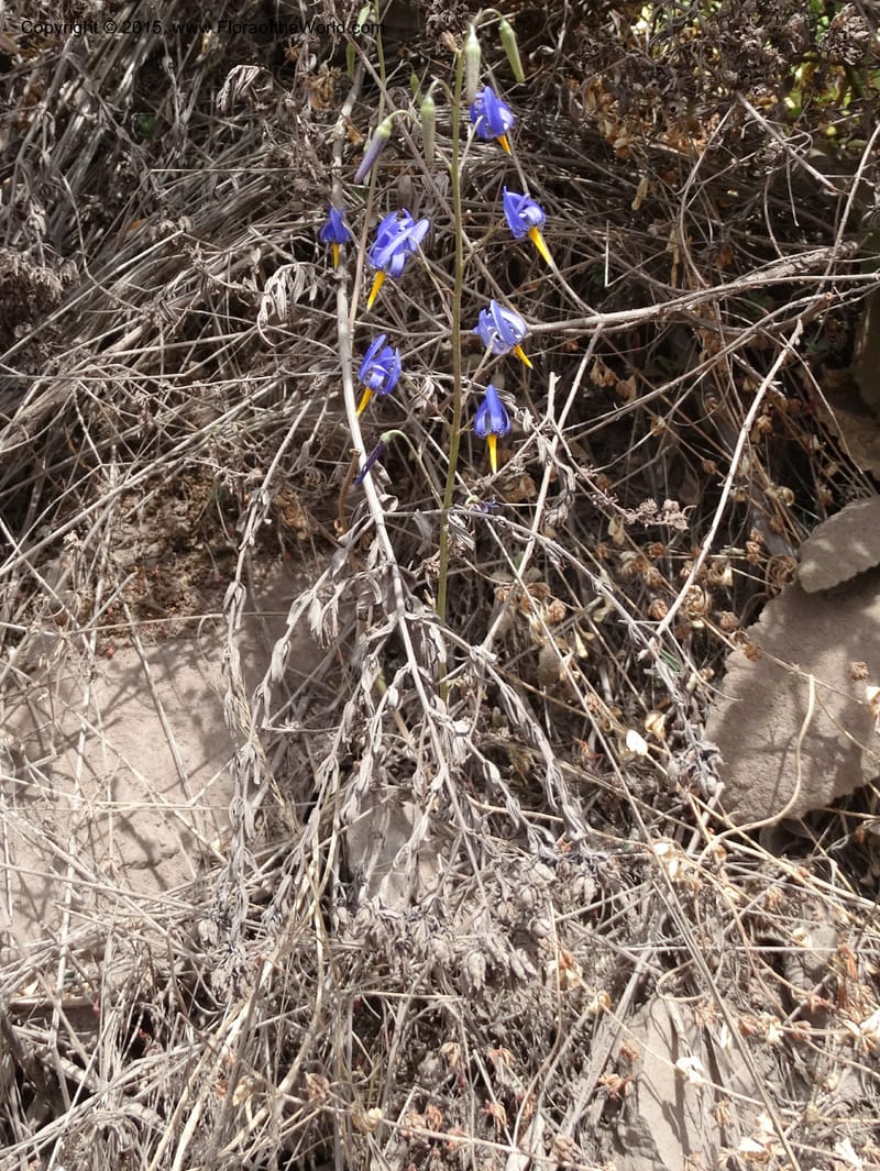Conanthera bifolia, Davidson, C 12823--Chile. Ruta J-55 east of Talca. 27 Nov 2014. DSC08656 (24).JPG