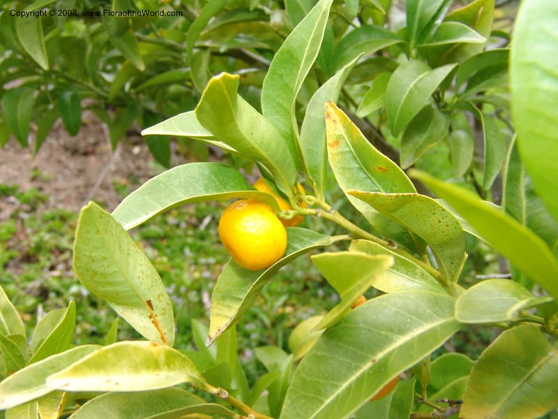 Citrus tachibana, 91.1122--CA. UC Berkeley Bot. Garden. 31 May 07. 442.jpg