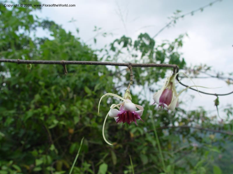 Strophanthus--Ghana. Aburi Hills. Near Larteh, e. of Aburi. 13 Dec 03. 015.jpg