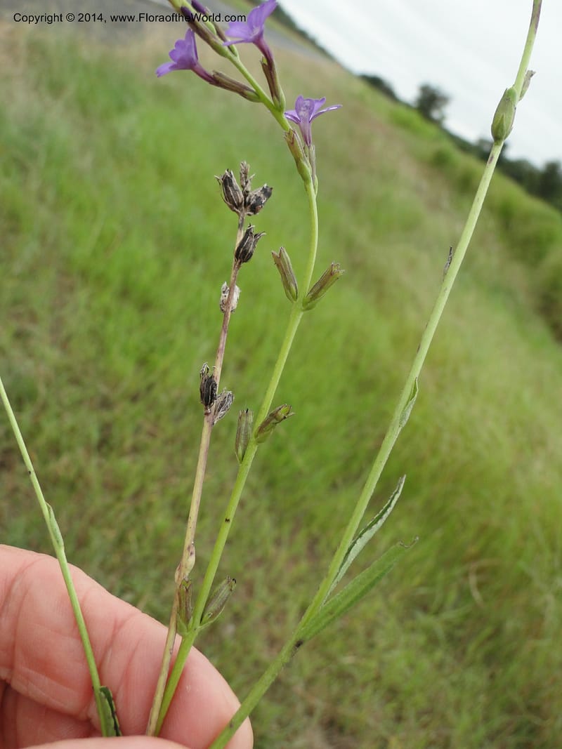 Buchnera longifolia, Stevens, W.D. 31036, Transchaco, 13 Mar 2011 0945 (18).JPG