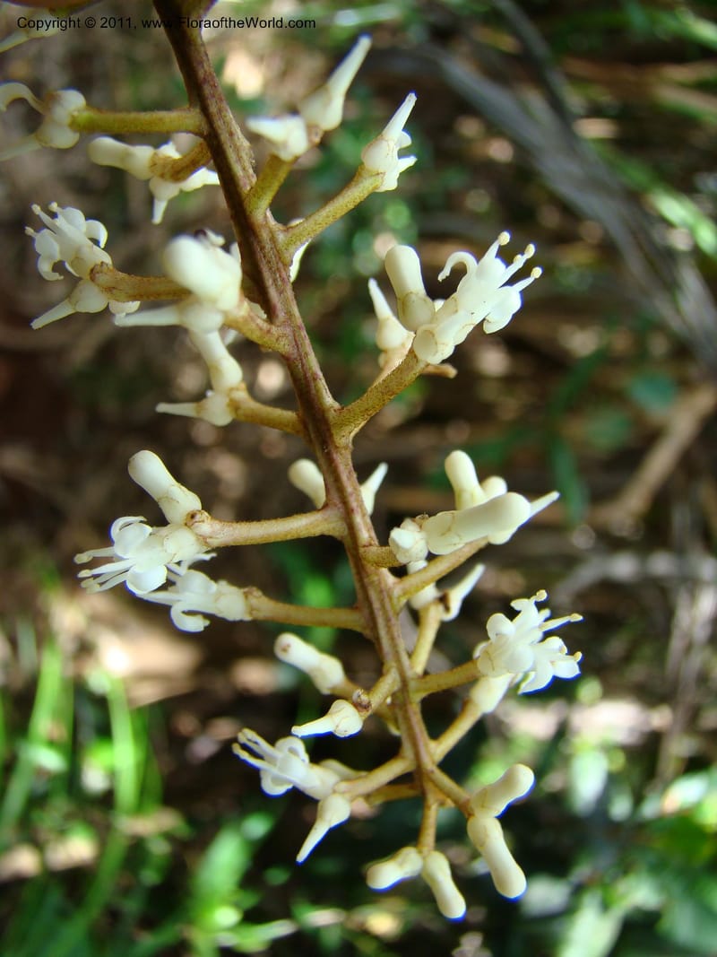 Citronella, P. Lowry 7215--New Caledonia. 618 (7).jpg