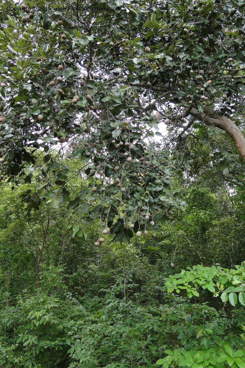 Parinari, Regalado 1949--Viet Nam. Forest Block 19. 15 May 2011. 169.jpg