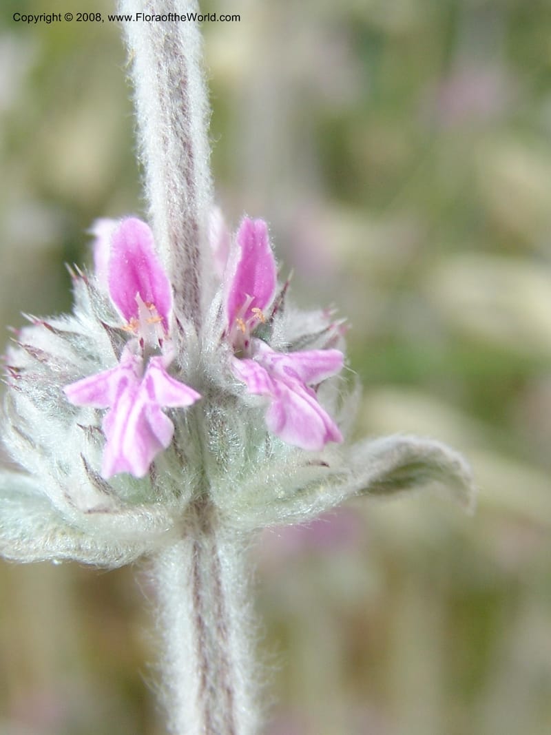 Stachys cretica--Crete. Ep. Kisamos. Sirikari Gorge. 25 May 05. 308.jpg