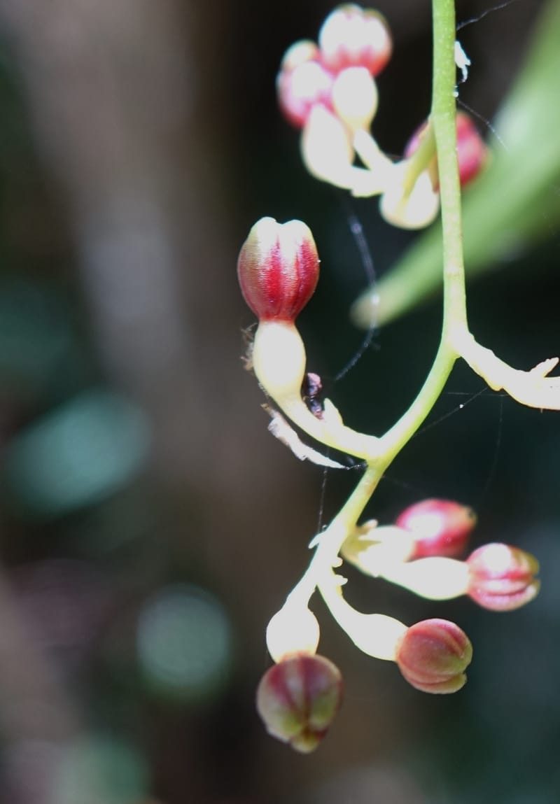 Petermannia cirrosa, Davidsonm C 13363--Australia. Qld. Springbrook N.P. Mt. Cougal Sect. 19 Oct 2016. DSC03346 (11).JPG