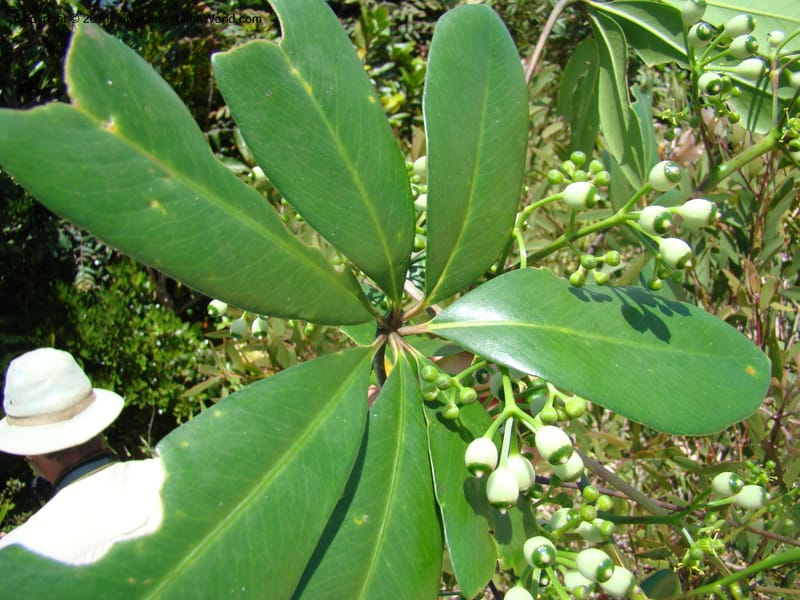 Plerandra baillonii,  Lowry, P. P 6889--New Caledonia, Prov N, Col d'Amoss,  14 Nov 2007, DSC06665 (14).jpg