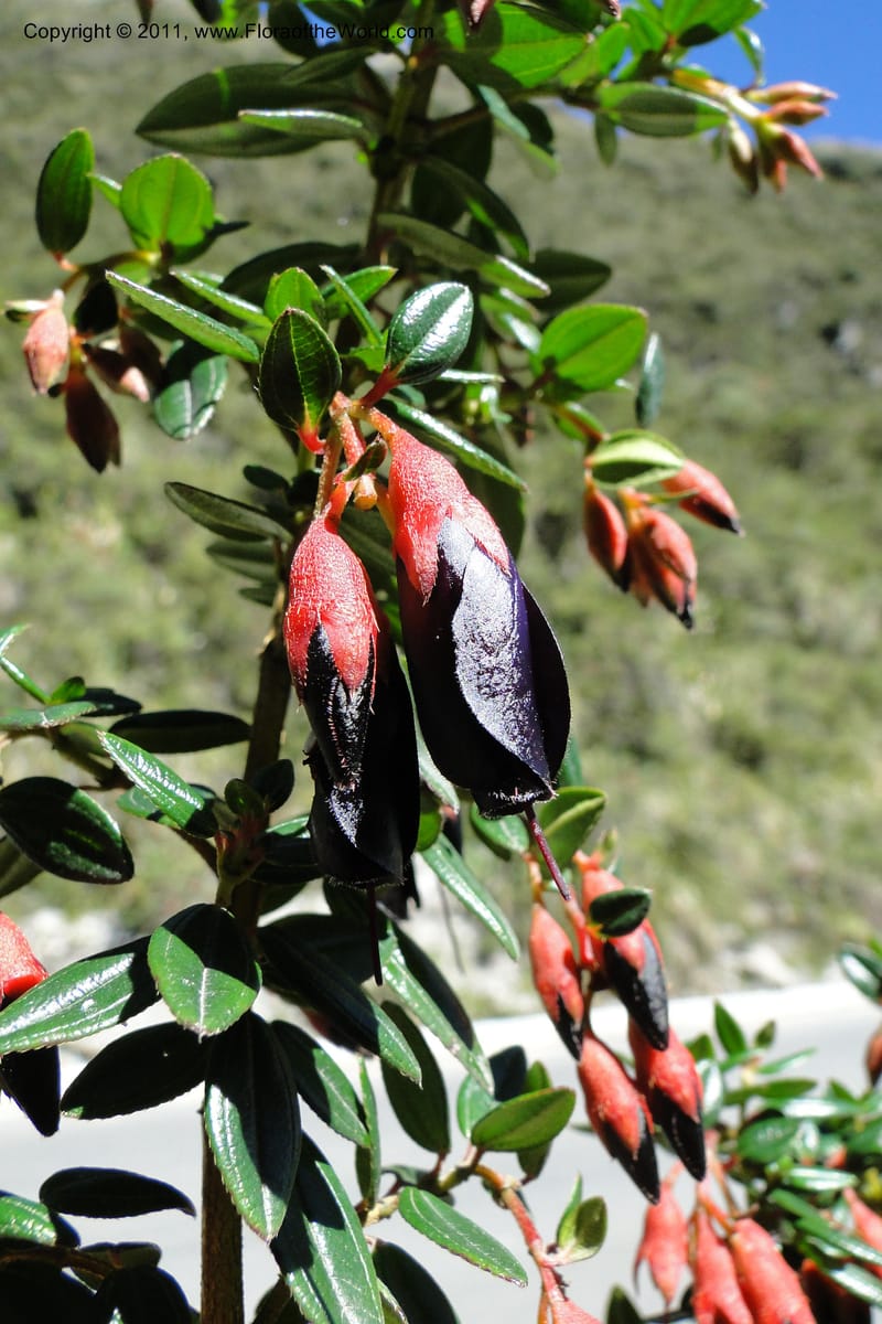 Brachyotum alpinum, Ulloa 2084--Ecuador. P. N. Sangay. 6 June 2011. 309 (15).jpg