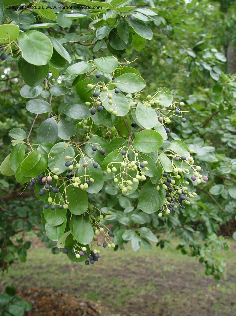 Chionanthus retusus--NC. Sarah P. Duke Garden, Durham. 11 Oct 03. 088.jpg