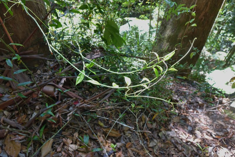 Petermannia cirrosa, Davidsonm C 13363--Australia. Qld. Springbrook N.P. Mt. Cougal Sect. 19 Oct 2016. DSC03346 (21).JPG