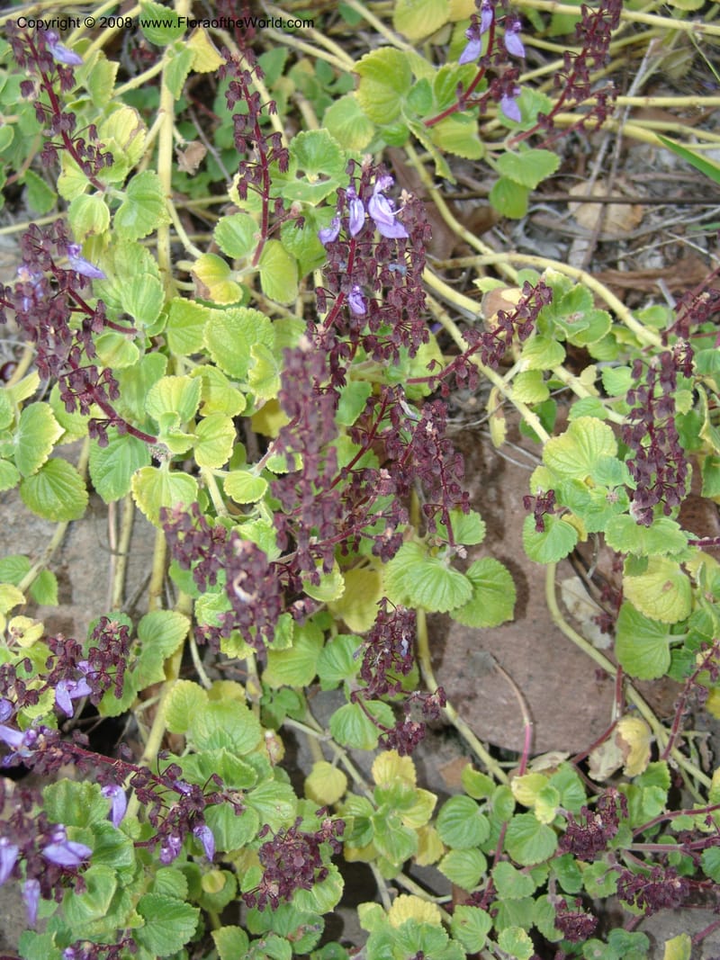 Plectranthus lanuginosus, 74.0330--CA. UC Berkeley Bot. Garden. 8 Dec 06. 052.jpg
