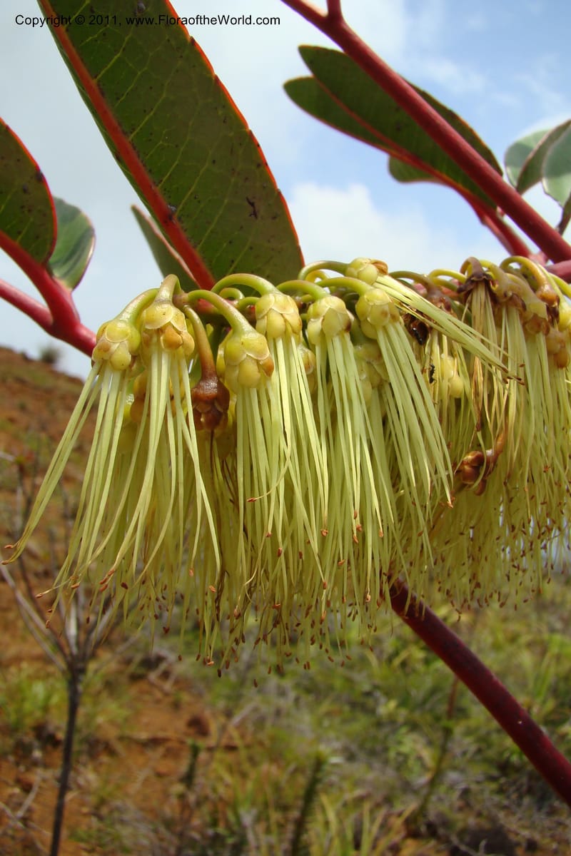 Cunonia macrophylla, M. Callmander 802--New Caledonia. Mont Dore. 20 Jan 2010. 001 (121).jpg