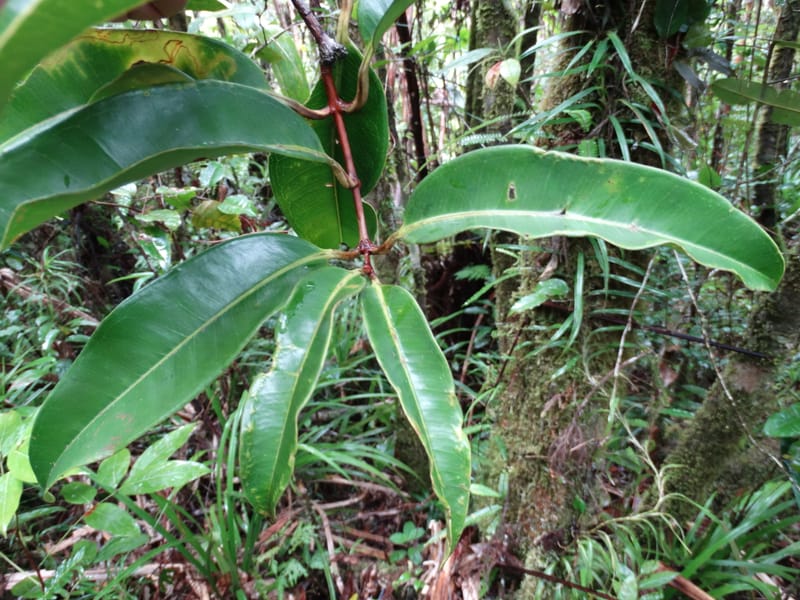 Syzygium, Plunkett, G 3181--Fiji. Waisali Rainf. Reserve. 4 Nov 2015. DSC08848 (35).JPG