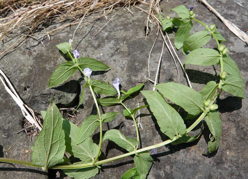 Scutellaria galericulata, C. Davidson 13882--ID. Fremont Co. Henry's Fork River. Box Canyon. 31 Jul 2018. DSC08304 (133).JPG