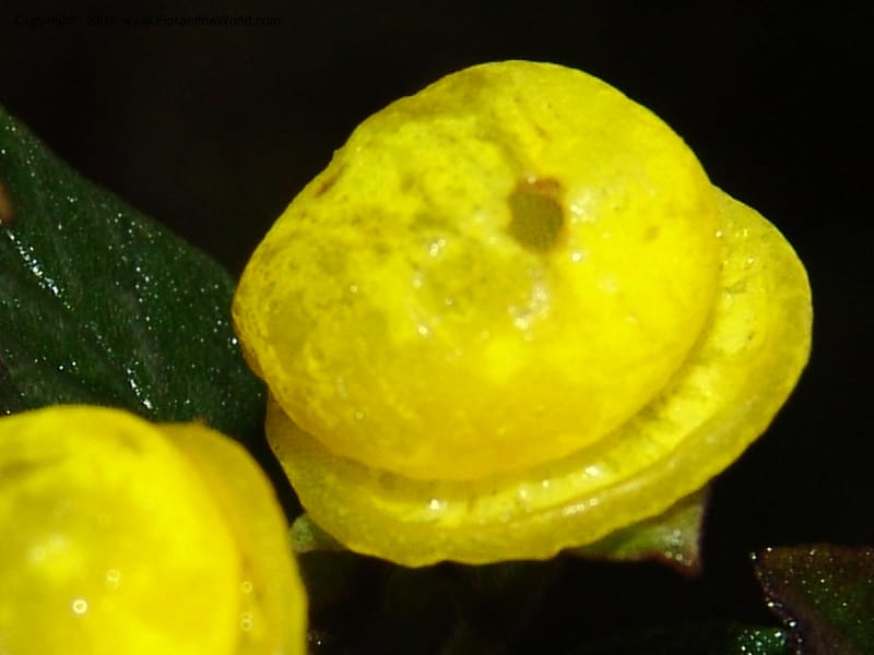 Calceolaria, DNeill16028--Ecuador. Prov. Zam. Ch. Podocarpus N. Pk. 26 Sep 07. 094.jpg