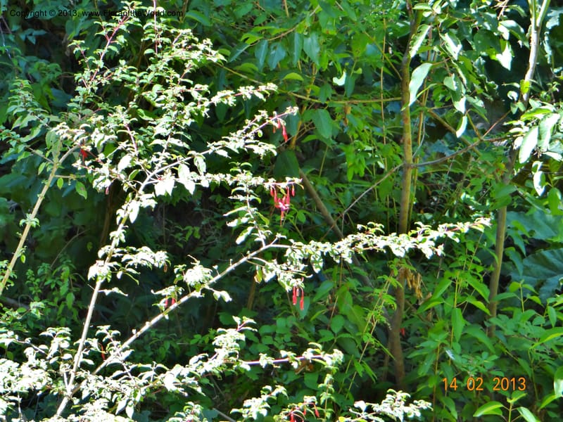 Fuchsia magellanica, W. D. Stevens 34063--Chile, Reserva Tanume, 14 Feb 2013  7907 (2).JPG