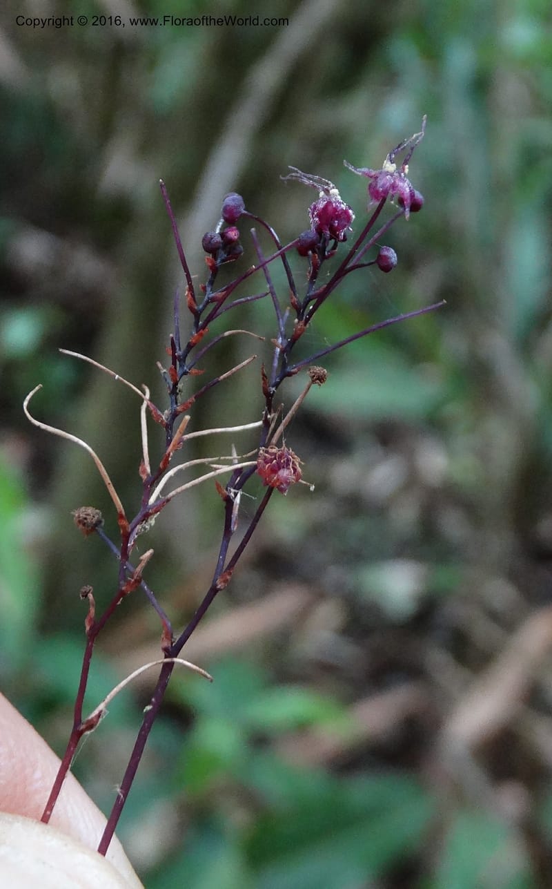 Sciaphila, Davidson, C 12754--Sabah. Hampuan FR. 13 Oct 2014. DSC04689 (93).JPG