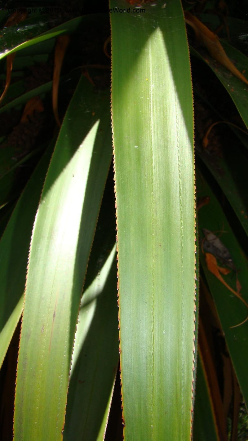 Richea pandanifolia--Tasmania. Woodland walk, Lake Dobson Rd. 30 Jan 2010. 001 (9).jpg