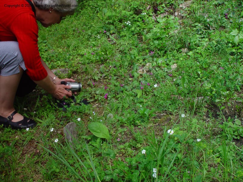 Cyclamen repandum--Italy. Abruzzo.  Between monasteries, Subiaco. 11 May 02. 070.jpg