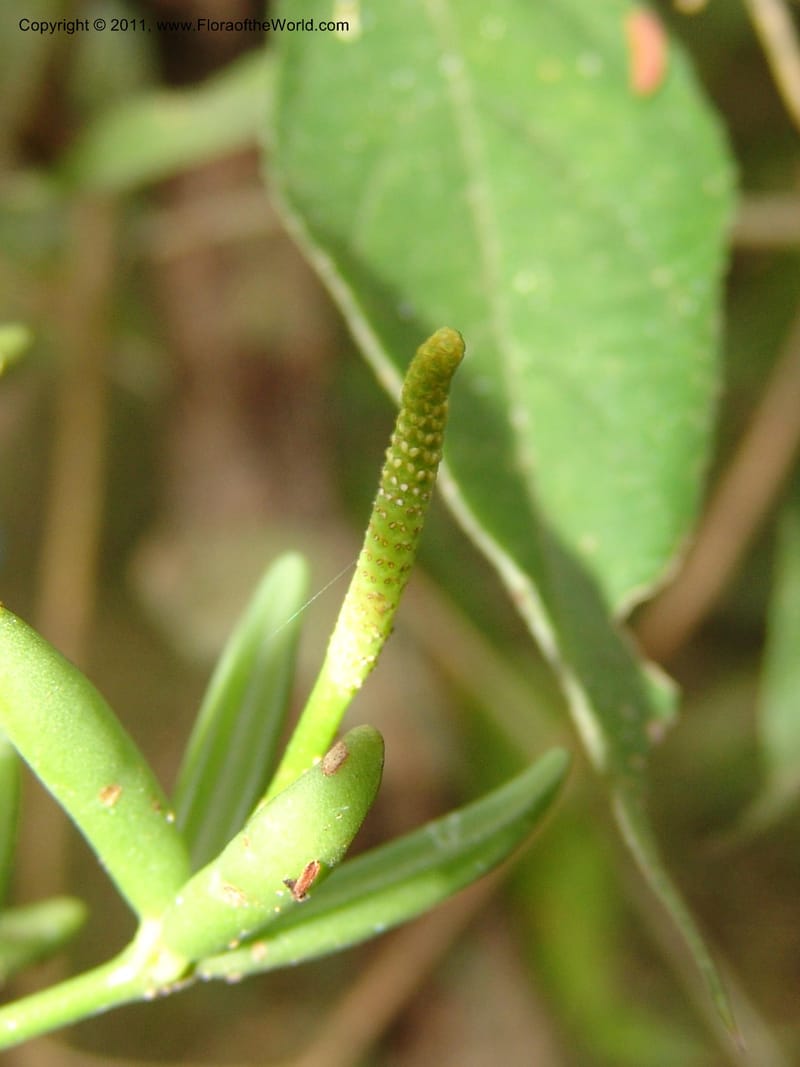 Peperomia bopiana, AraujoM2901--Bolivia. F. Tamayo. Rio Machariapu. 17 Sep 06. 135 (3).jpg