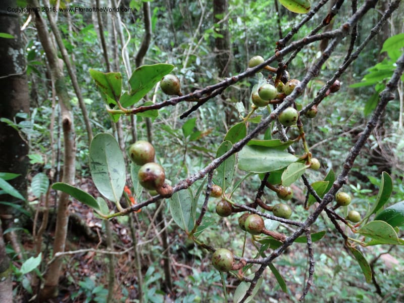 Austrobuxus, Davidson, C 12732--Sabah. Mt. Kinabalu. Bundu Tuhan Trail. 11 Oct 2014. DSC04133 (2).JPG