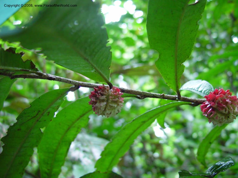 Neoptychocarpus apodanthus cf, Tepe540--Fr. Guiana. Kaw Mts. Treson Res. Nat. 12 Mch 02. 002.jpg