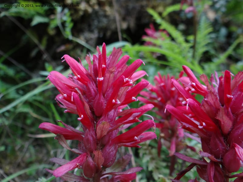 Pedicularis densiflora, Davidson, C 12118--Calif. Trinity Co. Hwy 299. 15 Apr 2013 (16).JPG