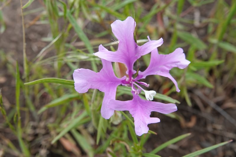 Clarkia pulchella, C. Davidson 13768--Oregon. Wallowa Co. Upper Camp Creek Canyon. 4 Jun 2018. DSC04733 (49).JPG