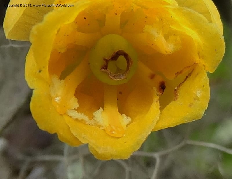 Berberis lutea, Ulloa, C 2493--Ecuador. Cotopaxi. 23 Apr 2015. DSC02466 (302).JPG