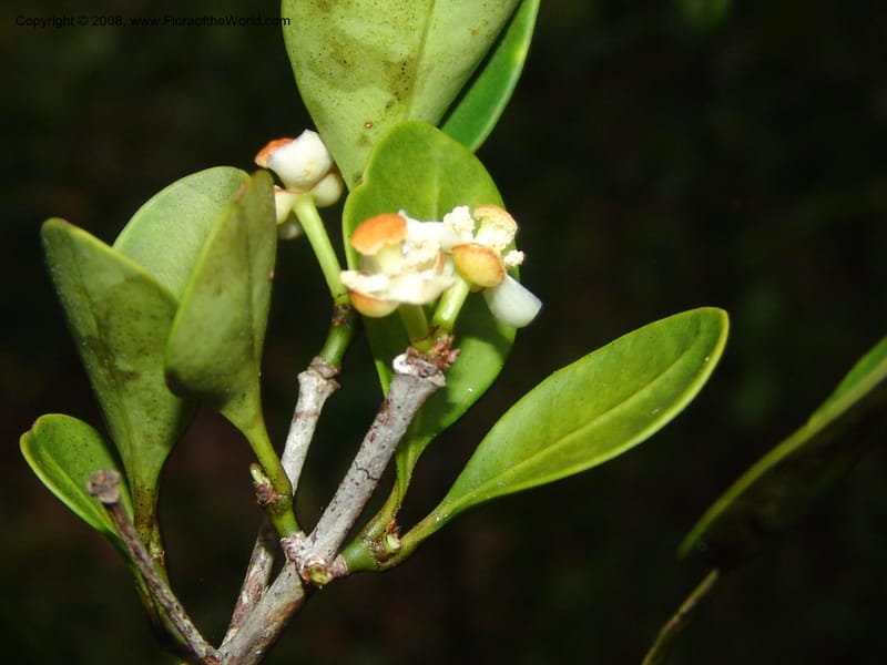 Garcinia, R.Ranaivojaona1378--Madag. Prov. Toliara. Mandena Centr. Res. Ecol. 18 Jan 06. 158.jpg