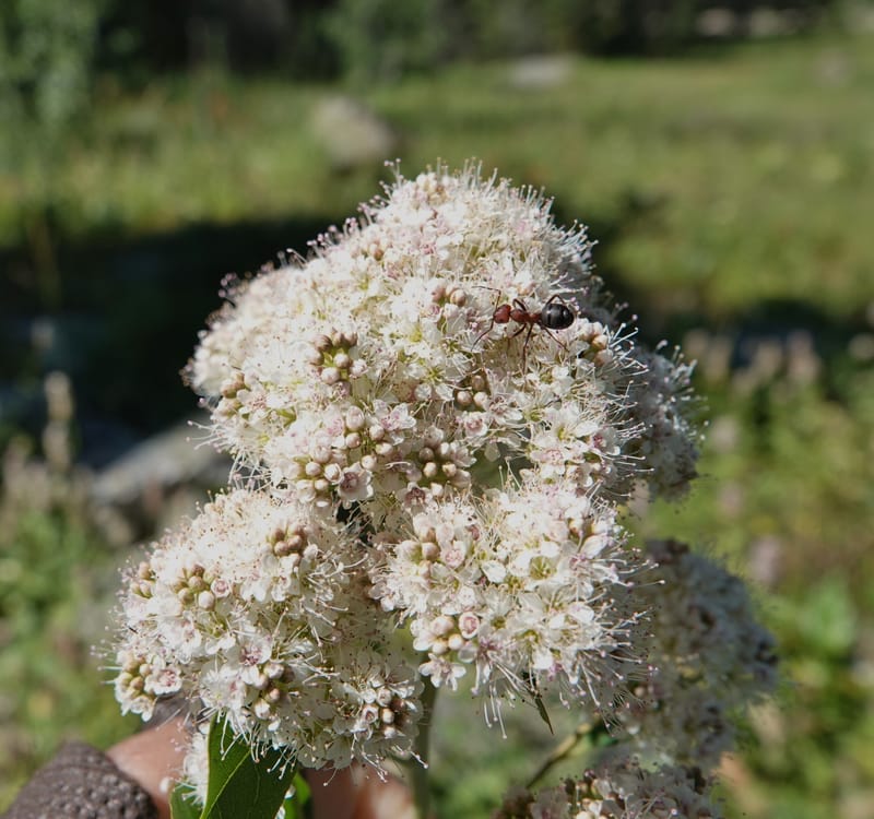 Spiraea lucida, C. Davidson 14085--ID. Valley Co. Lick Cr. Rd. 4 Aug 2020. DSC06356 (25).JPG