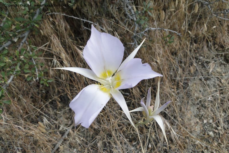 Calochortus macrocarpus, Davidson, C 11891--Idaho. Ada Co. Boise Foothills. 12 Jul 2011. 013.jpg