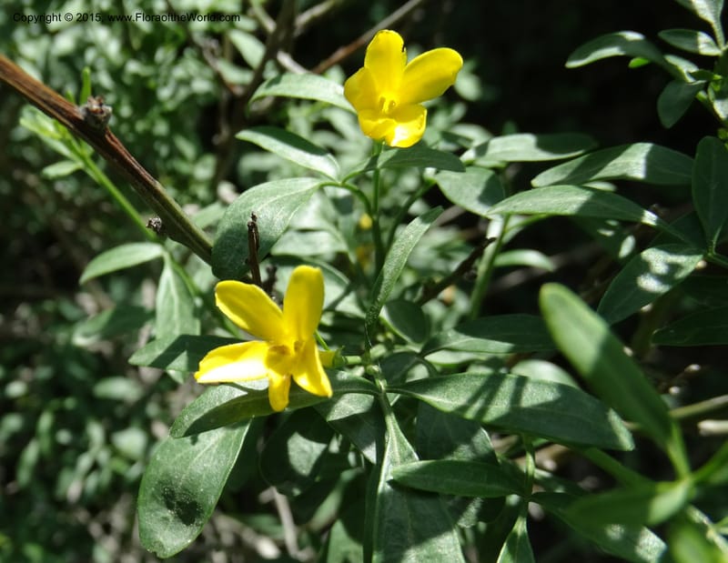 Jasminum fruticans, Davidson, C 12467--Georgia (Caucasus). Shio Mgvime. 7 Jun 2014. DSC07779 (175).JPG