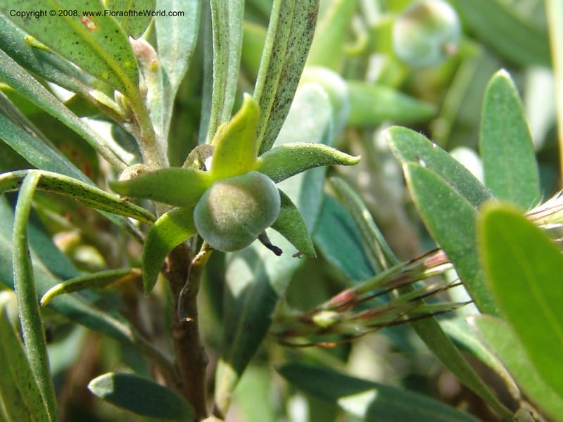 Diospyros dichrophylla--So.Africa. E. Cape. Waringham Farm, Quanti Area, Stut. 8 Mch 05. 387.jpg