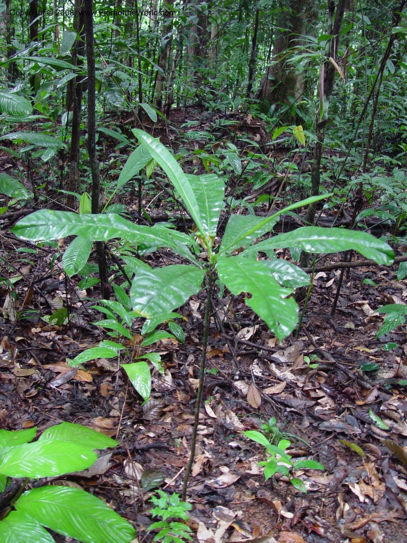 Potalia amara, JSmith4124--Fr. Guiana. Treson Res. Nat. 12 Mch 02.  003.jpg