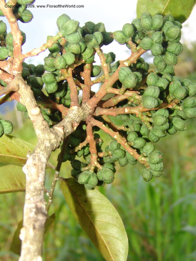 Zanthoxylum, DNeill15865--Ecuador. Zam. Ch. Rio Wawaime Val. 19 Sep 07. 073.jpg