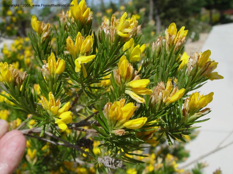 Genista linifolia, 2000.00026--Spain. Barcelona Botanic Garden. C19 Apr 04. 014.jpg