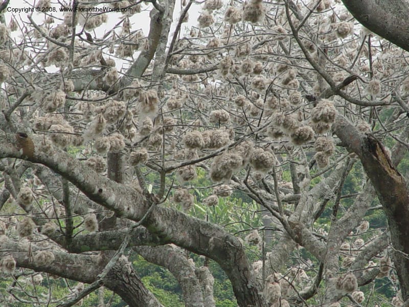 Ceiba pentandra--Ghana. Aburi Hills. Near Larteh, e. of Aburi. 13 Dec 03. 001.jpg