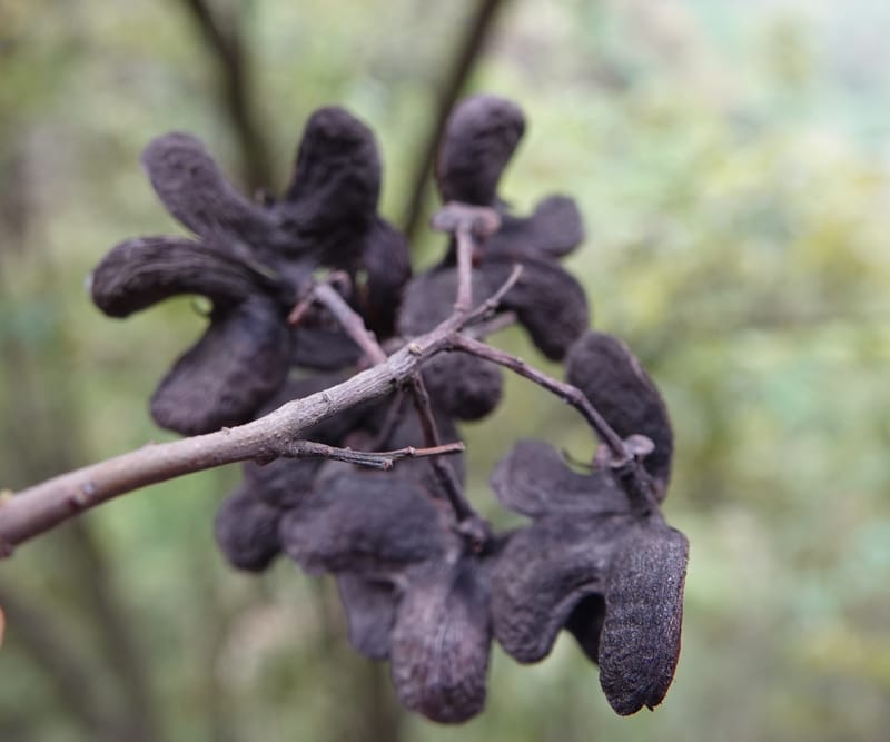 Delavaya toxocarpa, D. Boufford 44087--China. Yunnan. Xinshao Village. 28 Apr 2018. DSC00001 (2).JPG
