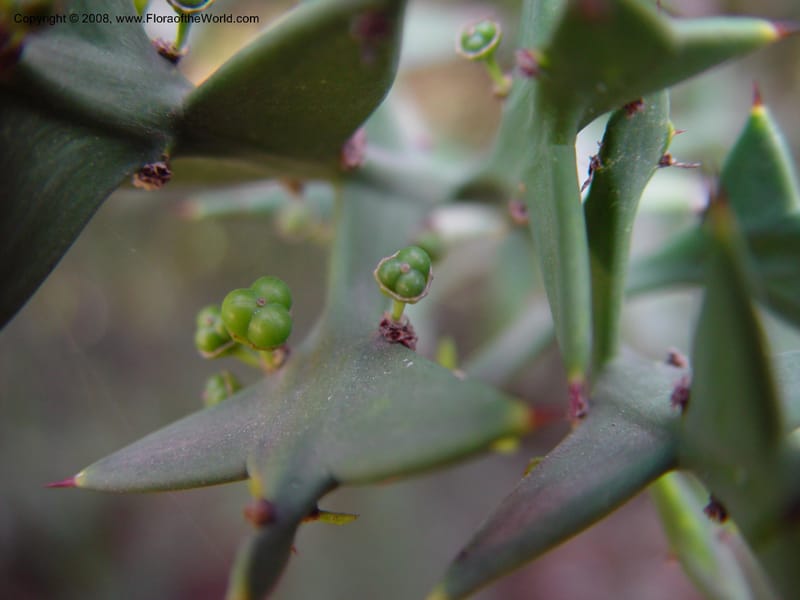 Colletia paradoxa. 49. 2020--CA. UC Berkeley Bot. Gard. 11 Feb 03. 089.jpg