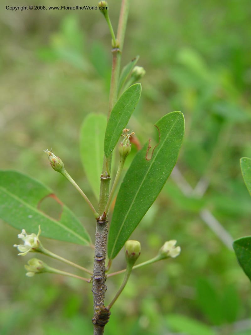 Erythroxylum delagoense--So. Africa. KwaZuluNatal. Mtunzini. Twinstr. Mick's Park. 2 Oct 03. 088.jpg