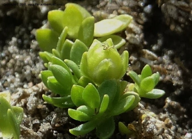 Cerastium, Ulloa, C 2487--Ecuador. Cotopaxi. 23 Apr 2015. DSC02466 (118).JPG