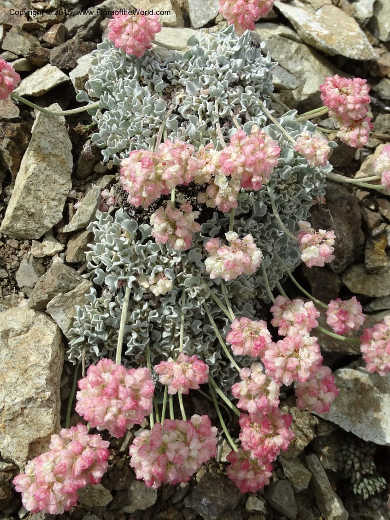 Eriogonum ovalifolium var. nivale, Davidson, C 12594--ID. Idaho Co. Seven Devils Camp Ground. 15 Jul 2014. DSC00113 (231).JPG