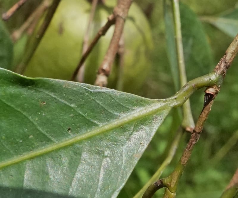 Irvingia gabonensis, C. Davidson 13929--Gabon. Missome Village. 31 Oct 2018. DSC00817 (147).JPG