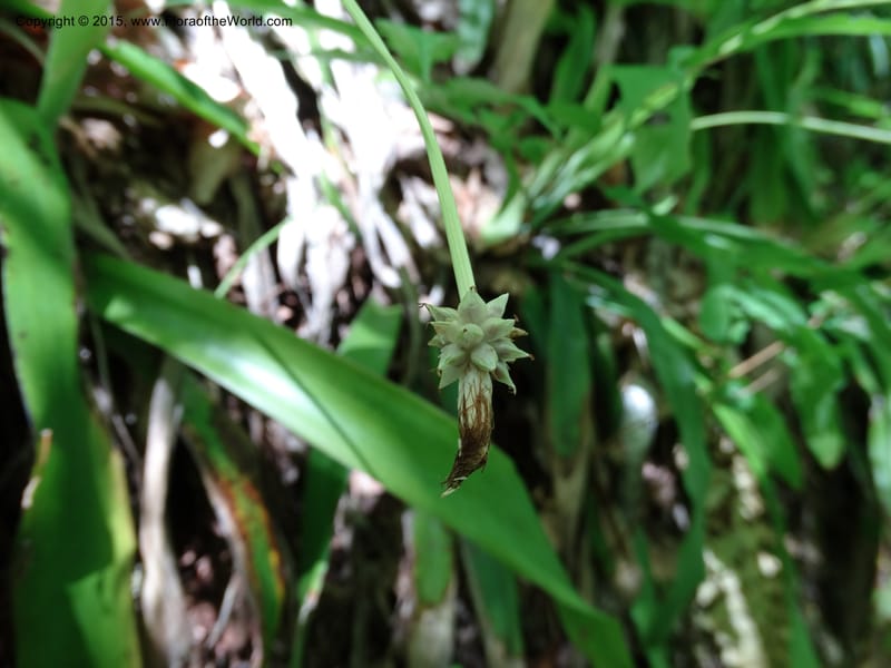 Cymophyllus fraserianus, Davidson, C 12984--North Carolina. Clay Co. Perry Gap Rd, Barnard's Cr. 13 May 2015. DSC04860 (72).JPG