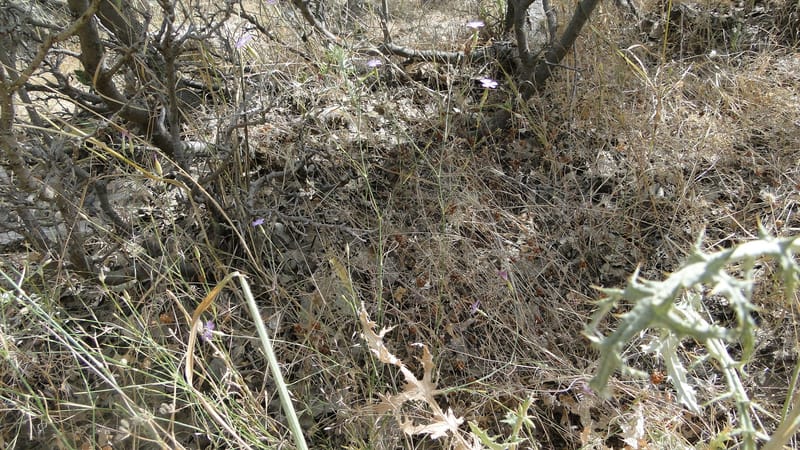 Dianthus strictus, A. G. Miller coll.--Iraq. Kurdistan. Shakh-i Pira Magun. 10 June 2010. 240 (8).jpg
